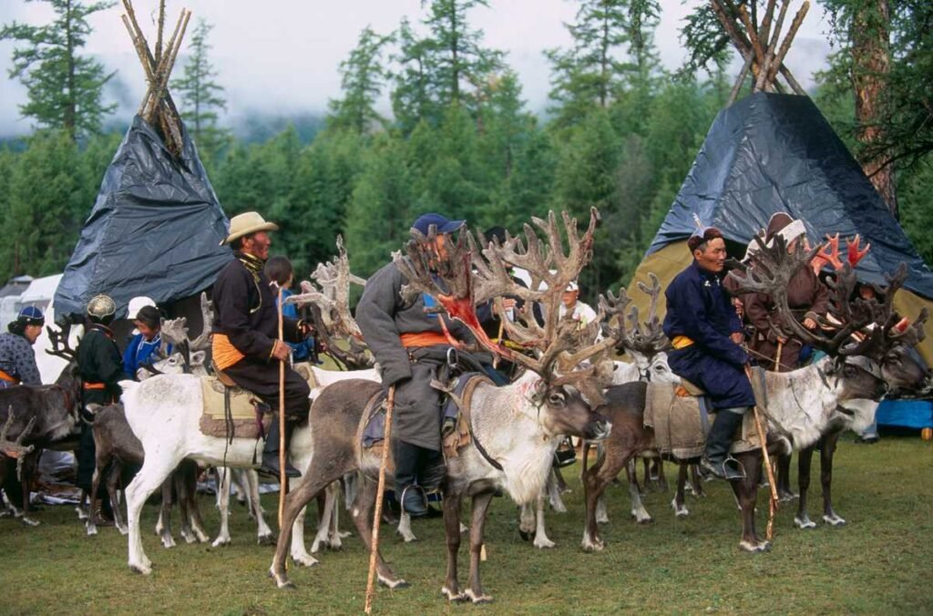 Reindeer