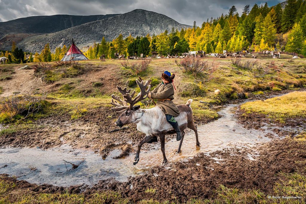 Reindeer Mongolia
